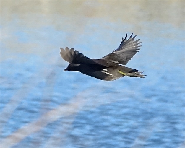 moorhen
